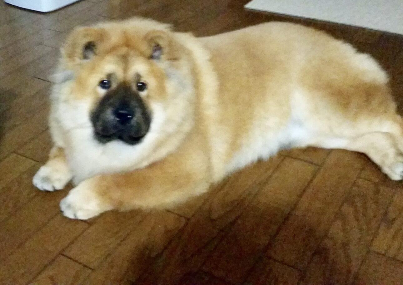 犬の去勢手術 本当に性格が穏やかになる 結果