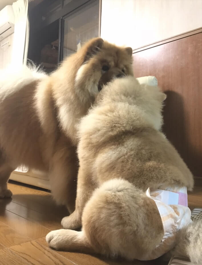 犬のおむつ