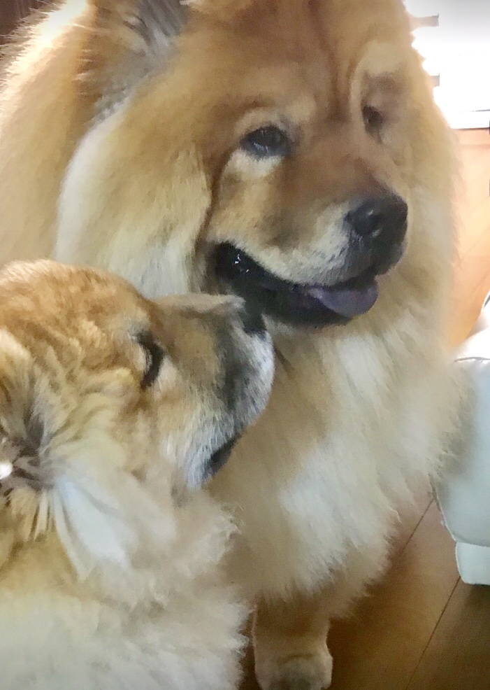 犬の去勢手術の体験談