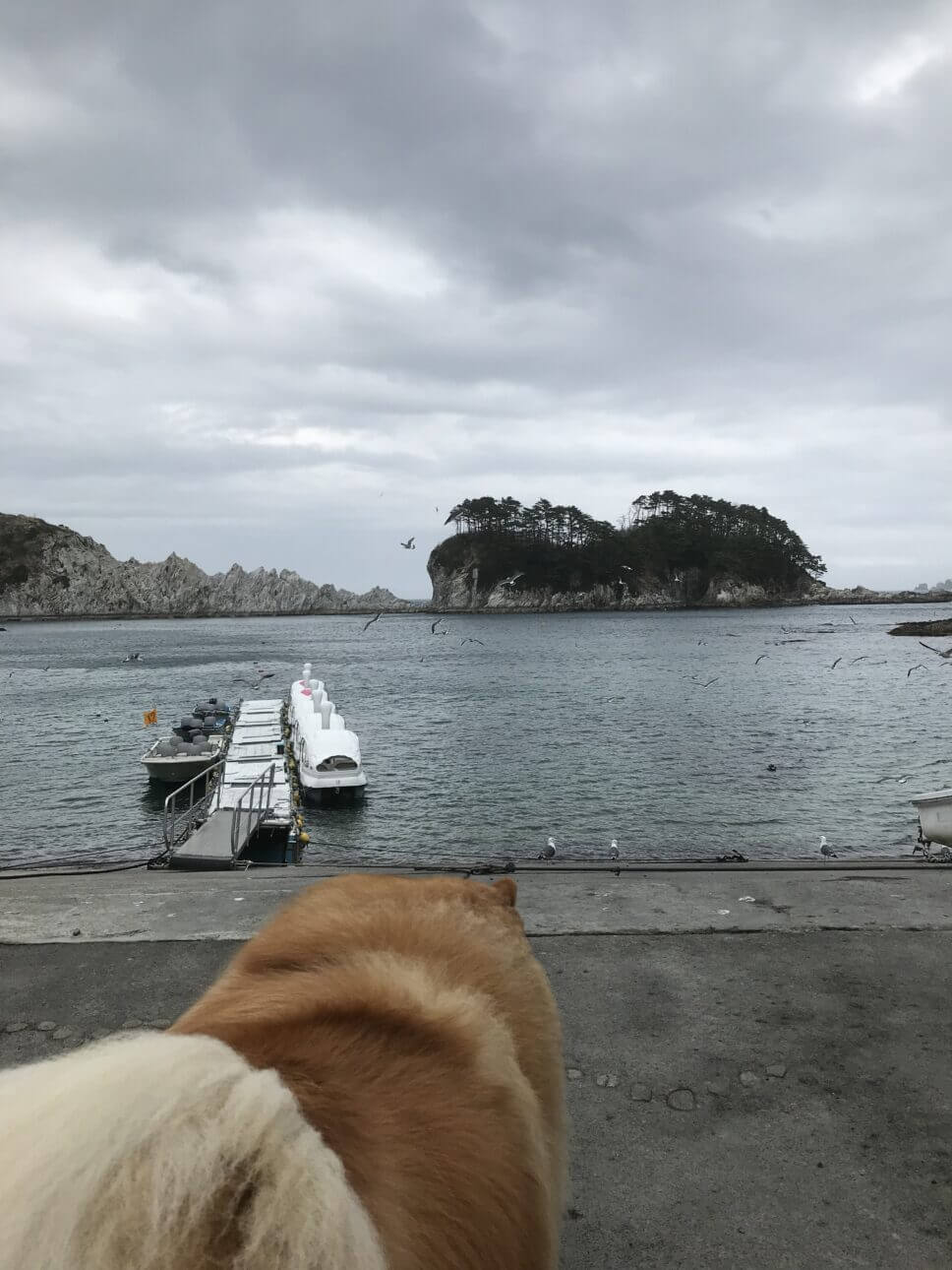 愛犬と浄土ヶ浜