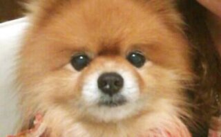 犬の皮膚病やマラセチア アトピーにひば油 ひば水 チャウチャウ犬の豪と優