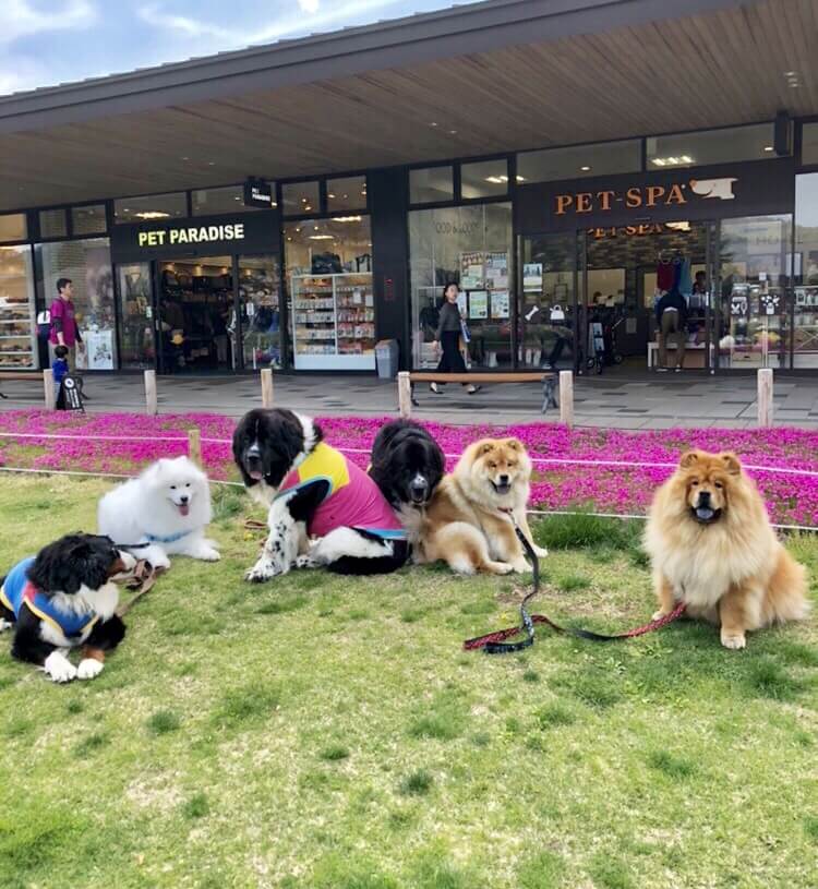 珍しい犬種と軽井沢アウトレット