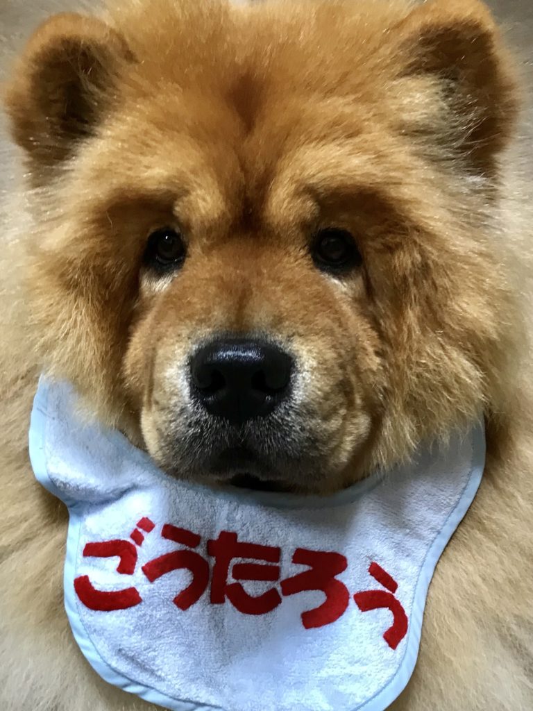 犬のデンタルケア
