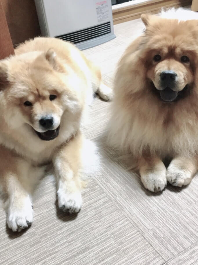 チャウチャウ兄弟