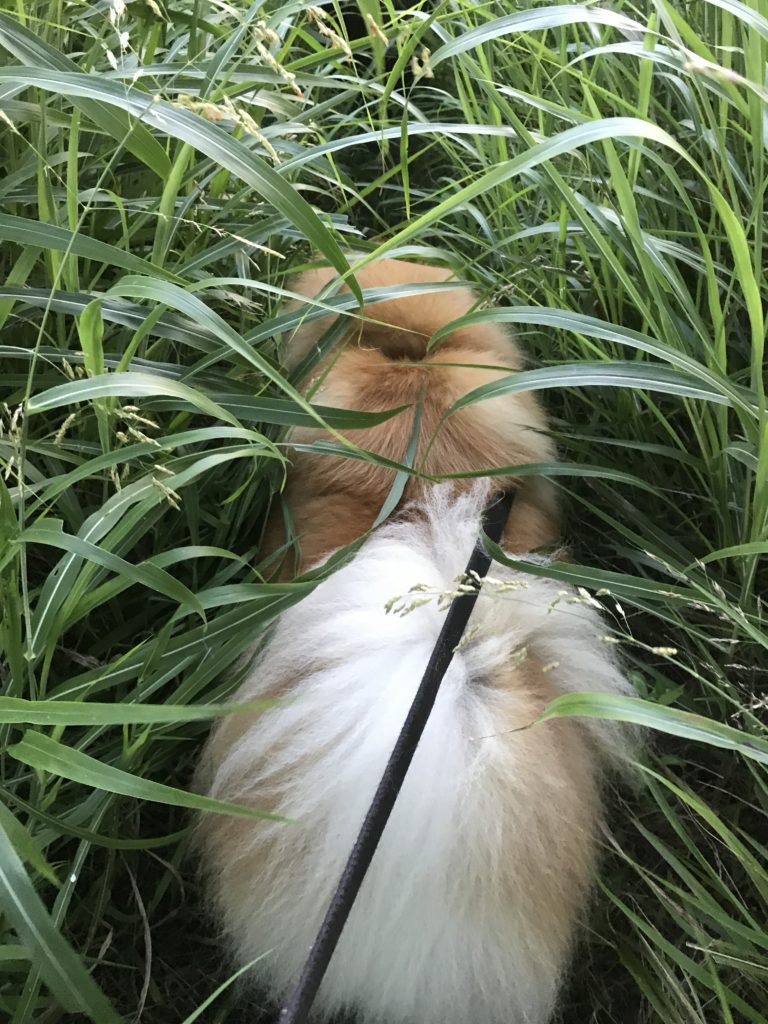 草ボーボーの中もへっちゃらな犬