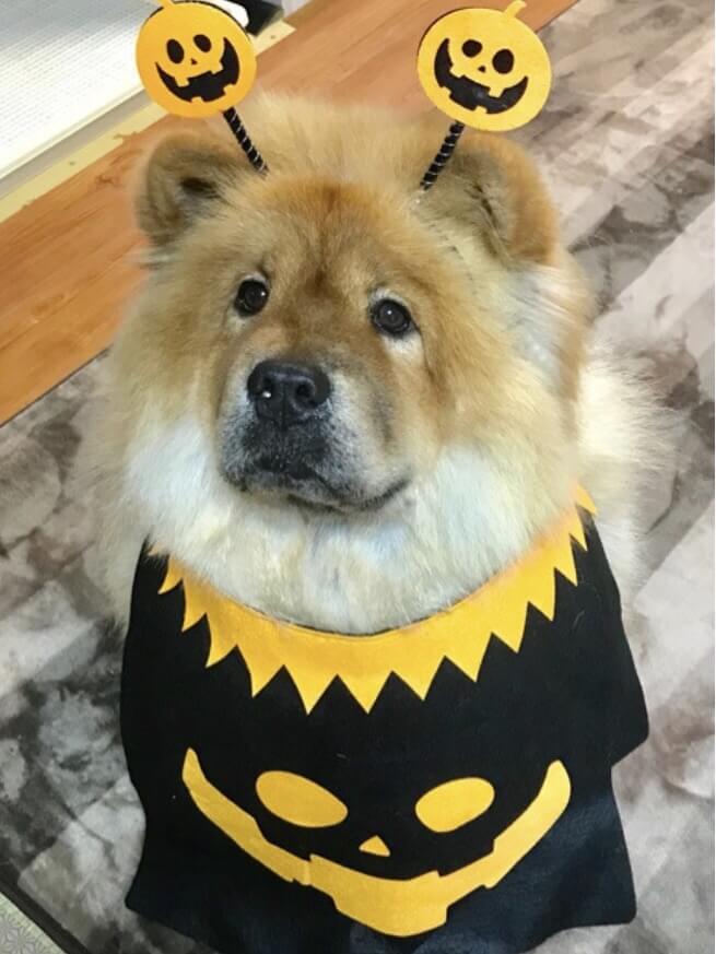 豪太郎ハロウィン