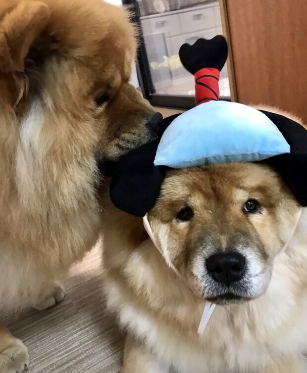 バカ殿とチャウチャウ犬