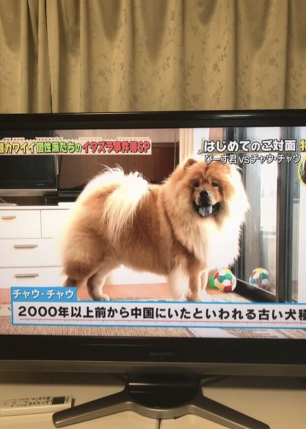 どうぶつピース　出演　犬