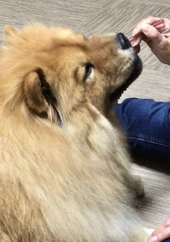 チャウチャウ犬とスキンシップ