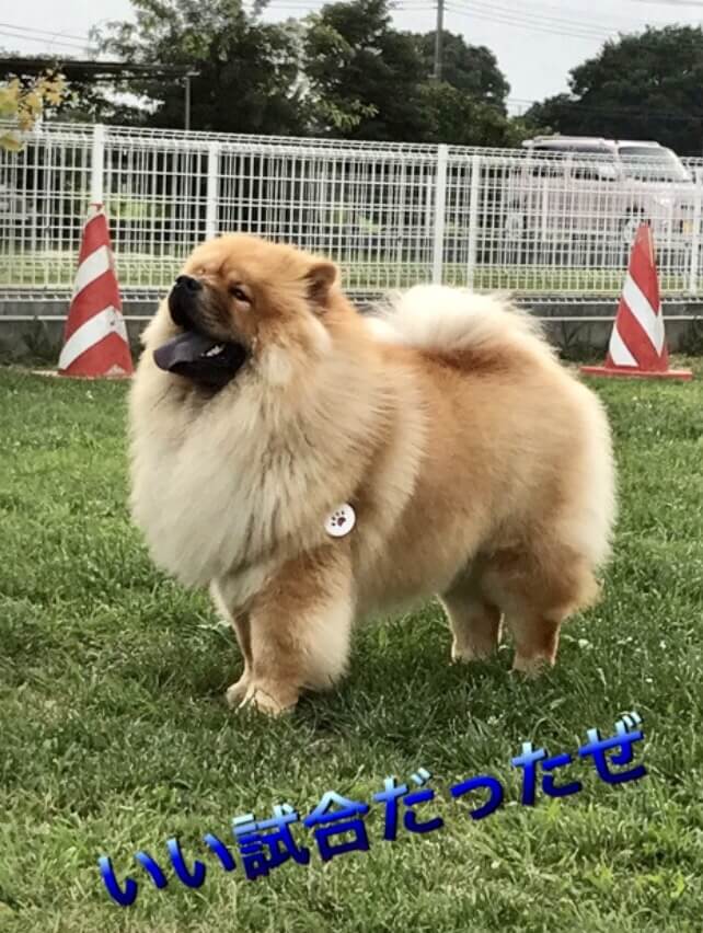 チャウチャウ豪ちゃんカッコいい