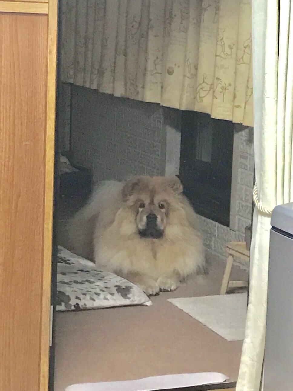 食べさせて貰うのを待つ犬