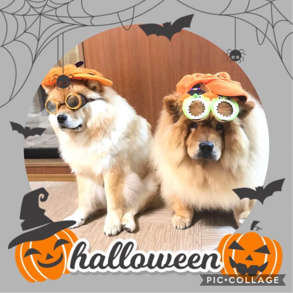 チャウチャウ犬のハロウィン🎃仮装