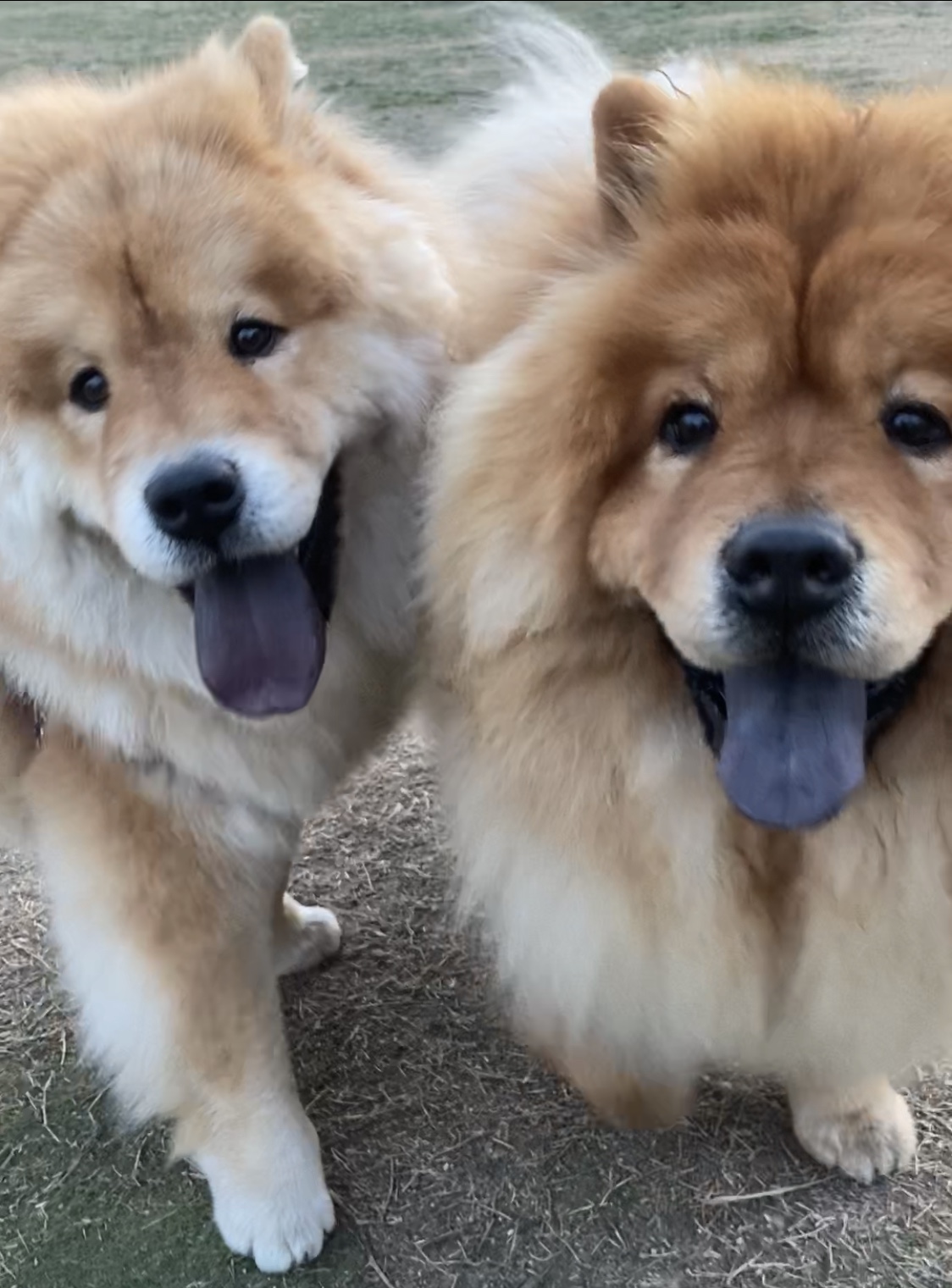 Chow Chow Brothers チャウチャウ豪優ブログ チャウチャウ兄弟とママの日記ブログ Chow Chow Brothers チャウチャウ豪優ブログ チャウチャウ兄弟とママの日記ブログ