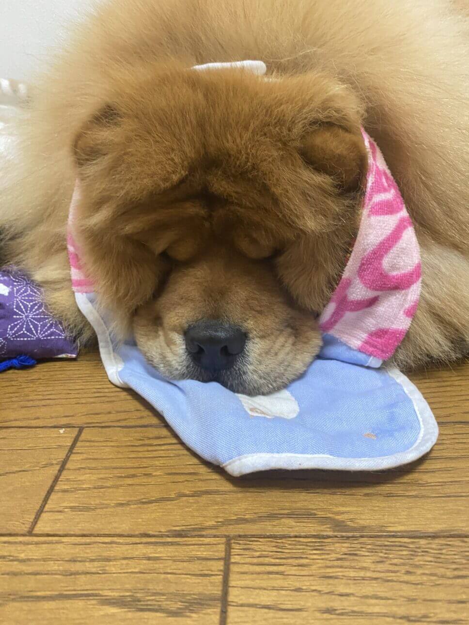 おしゃぶりしながら寝る犬