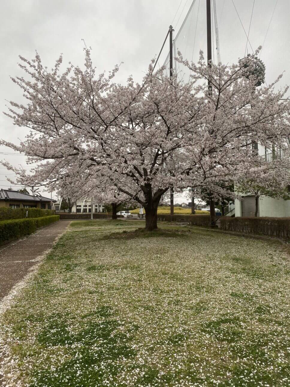 コロナ禍でも咲く桜