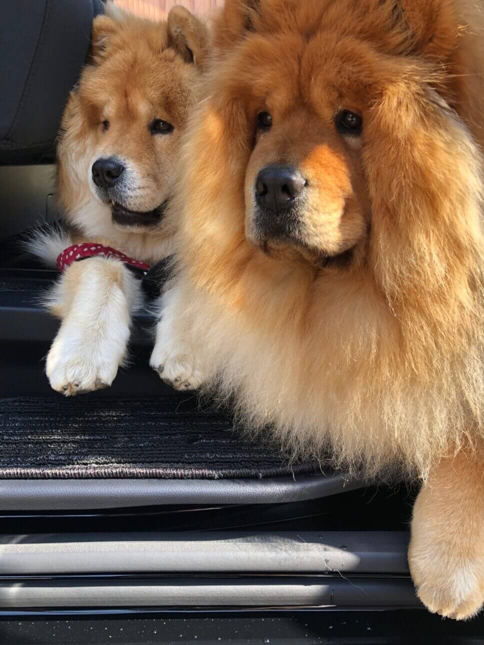 車に乗ると置いて行かれないと安心の犬