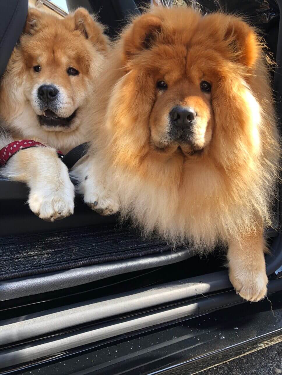 チャウチャウの豪太郎と優次郎