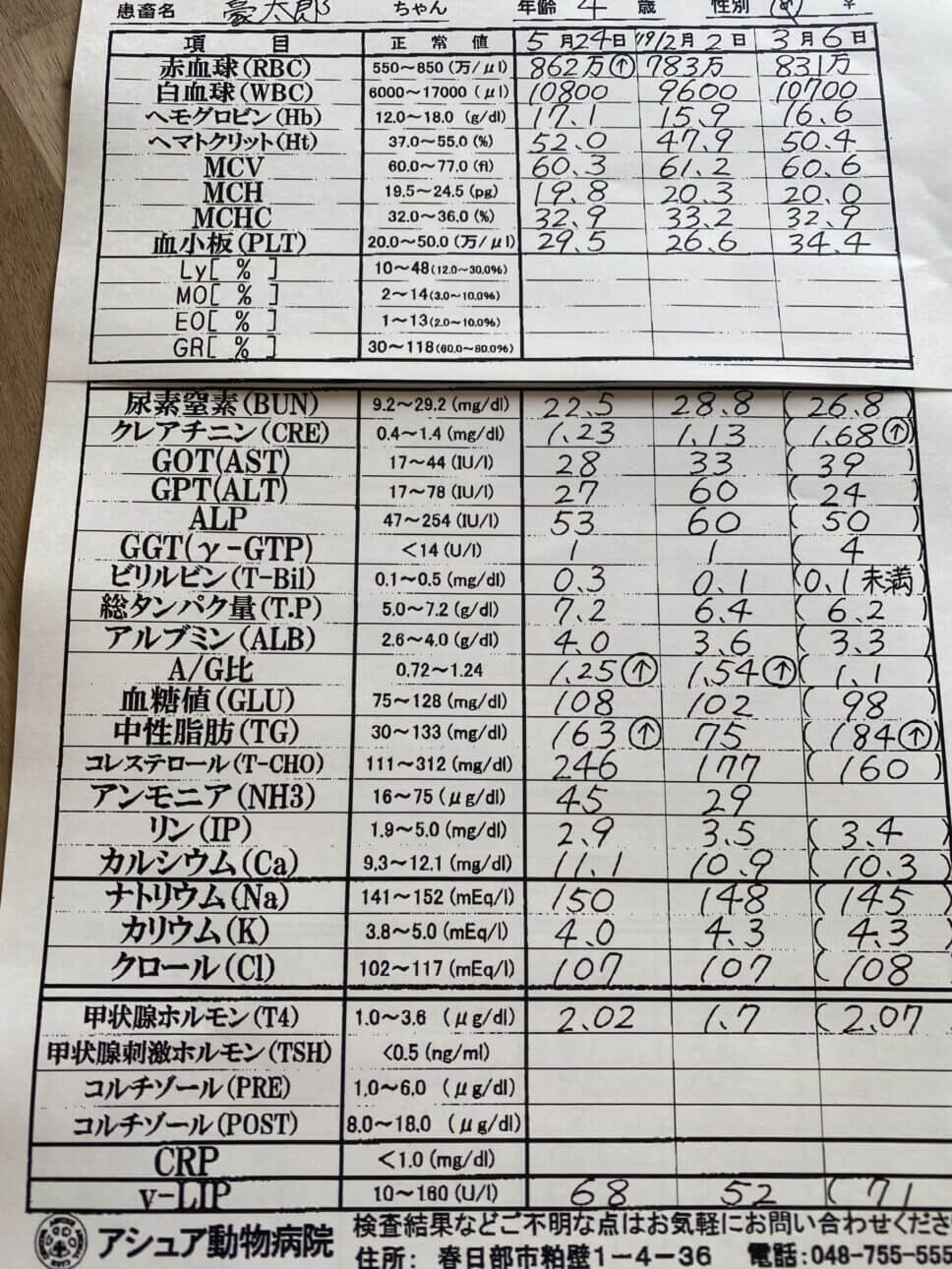 表犬の血液検査の結果表