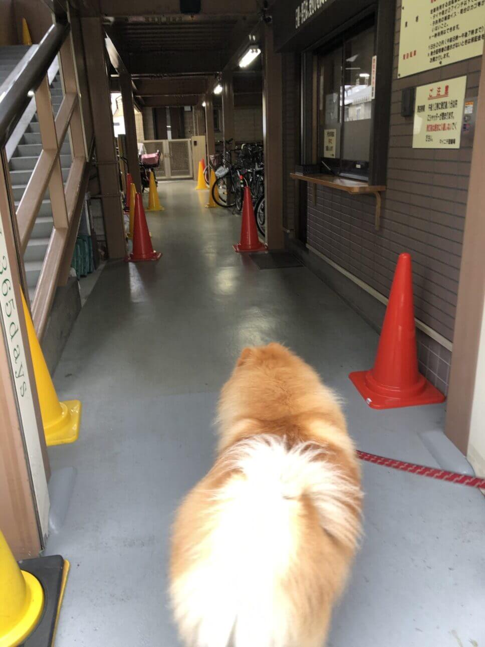 忠犬ハチ公のような犬