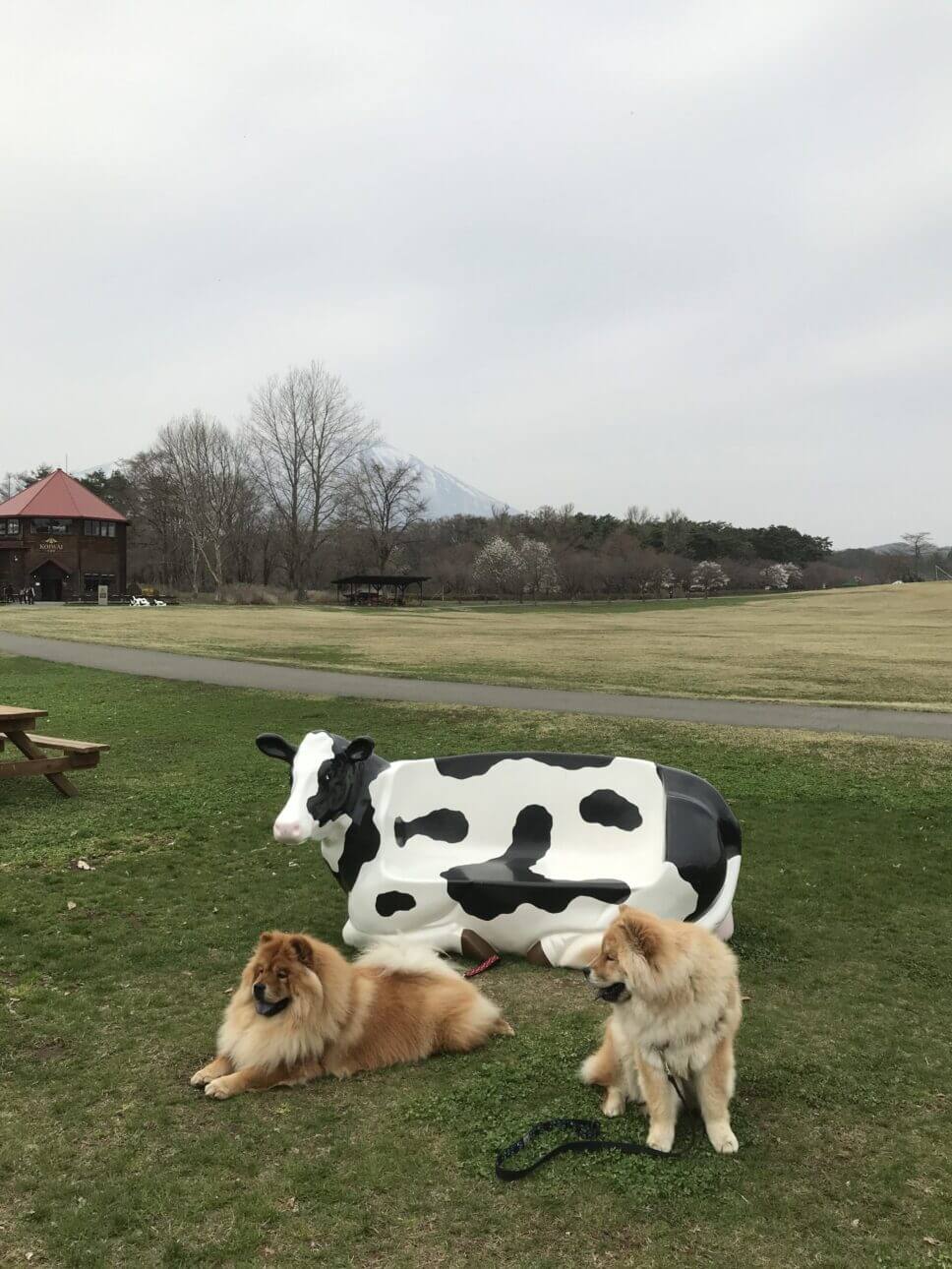 愛犬と小岩井牧場