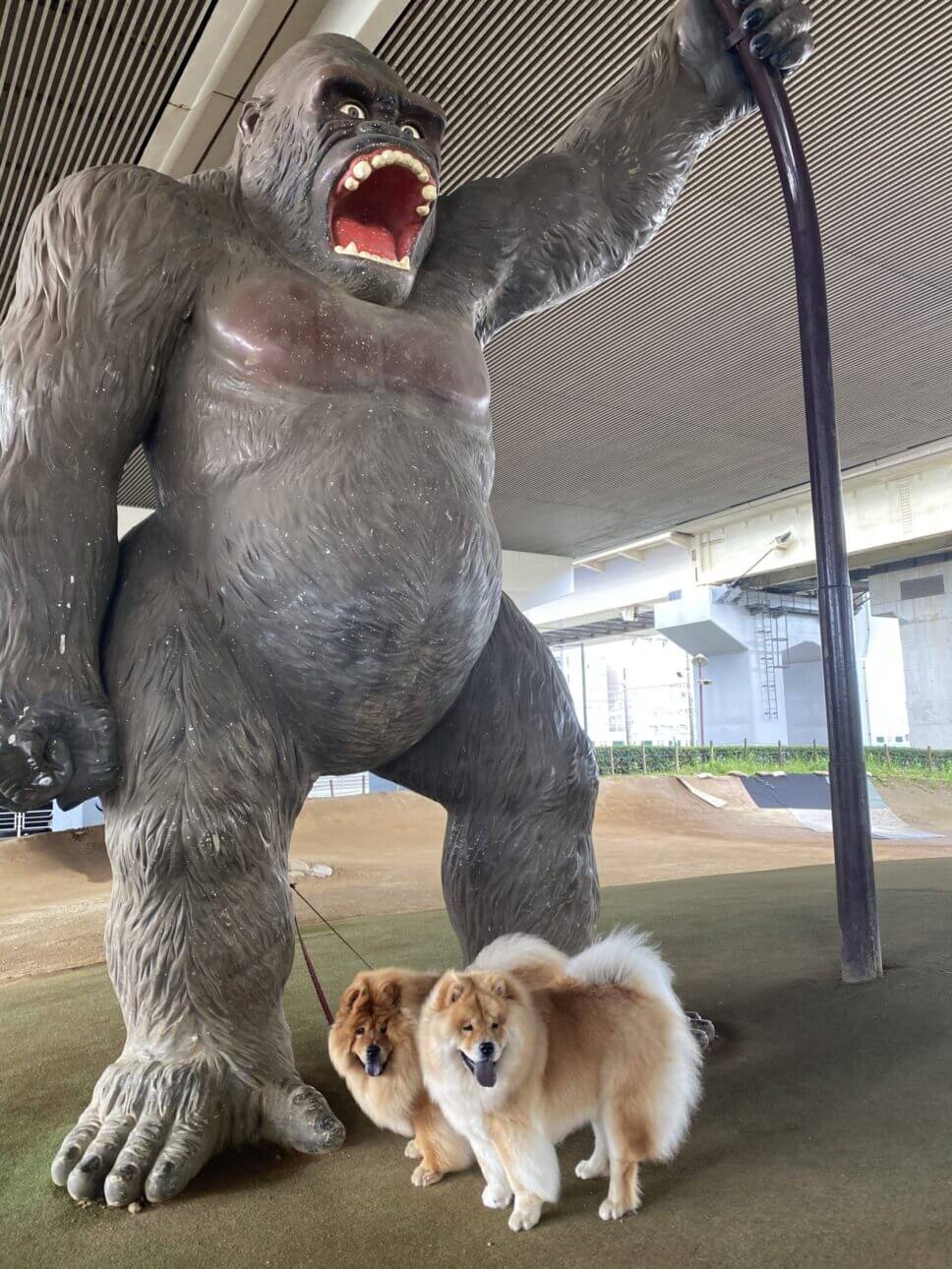 雨の日の犬の散歩　ゴリラ公園