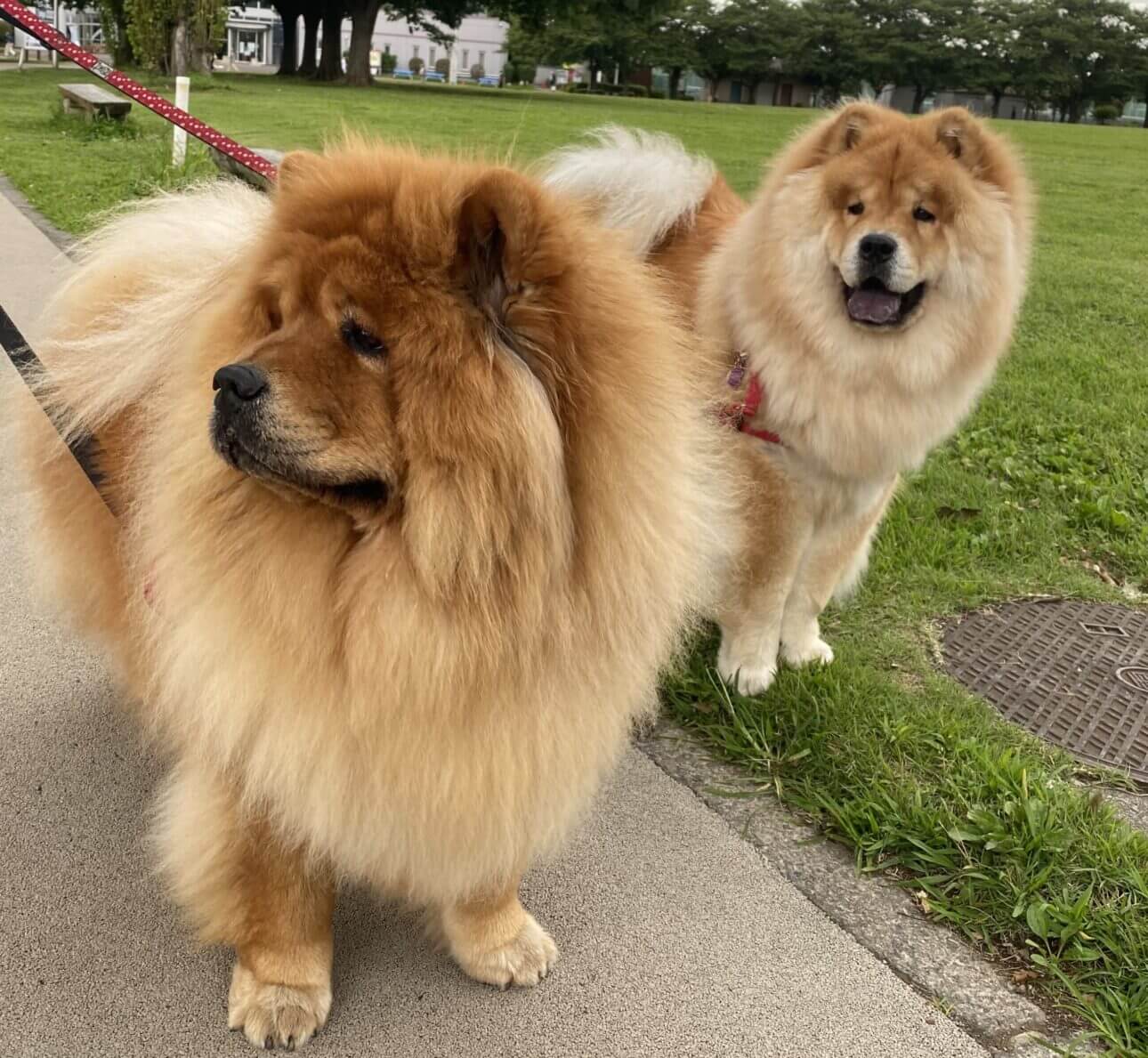 チャウチャウ犬　散歩