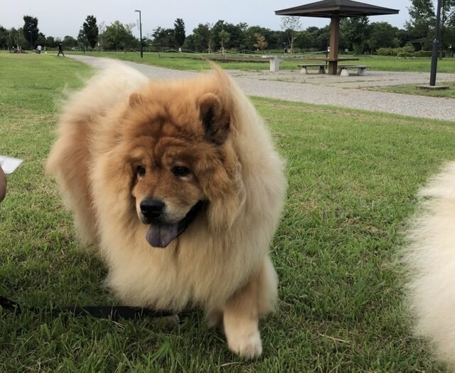 チャウチャウ犬の豪太郎公園にて