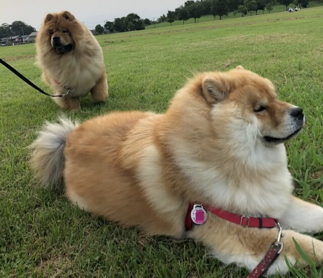 チャウチャウ兄弟みどりの丘公園にて