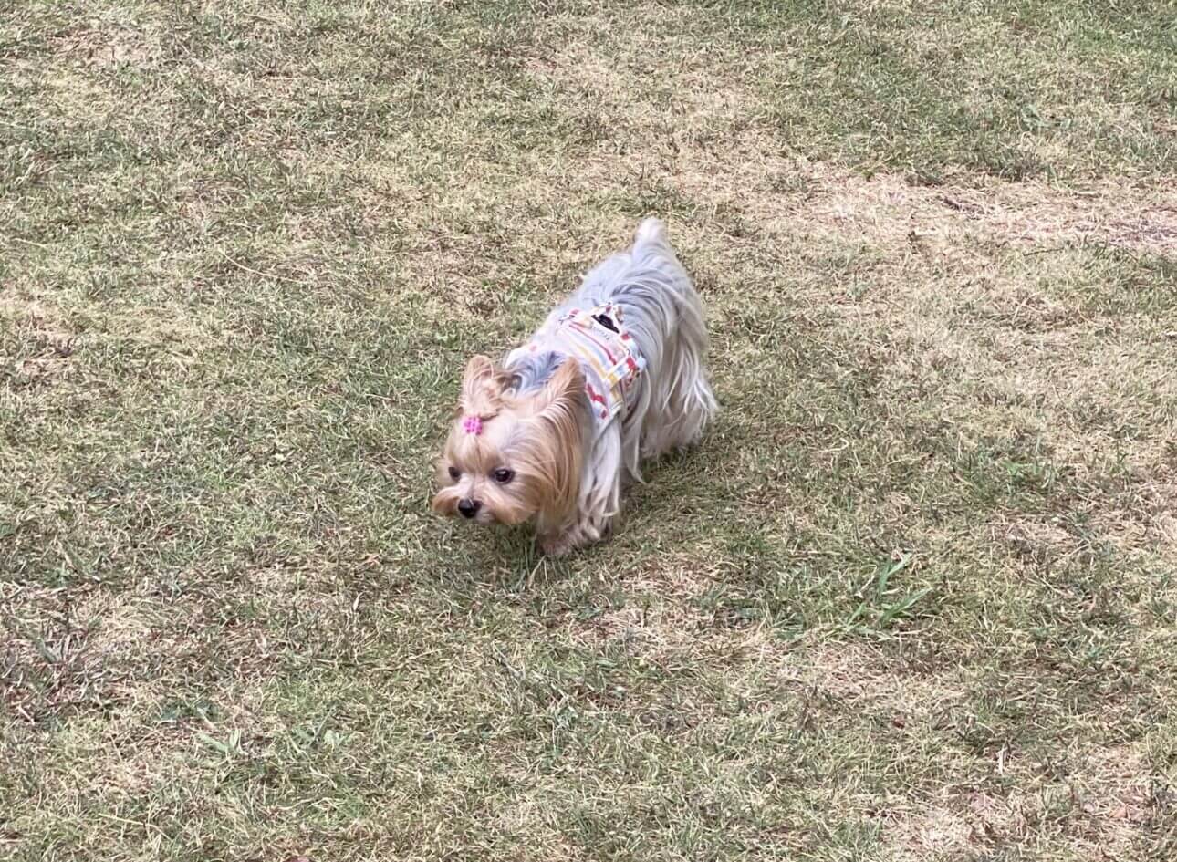 ヨークシャテリアの麦ちゃん♡