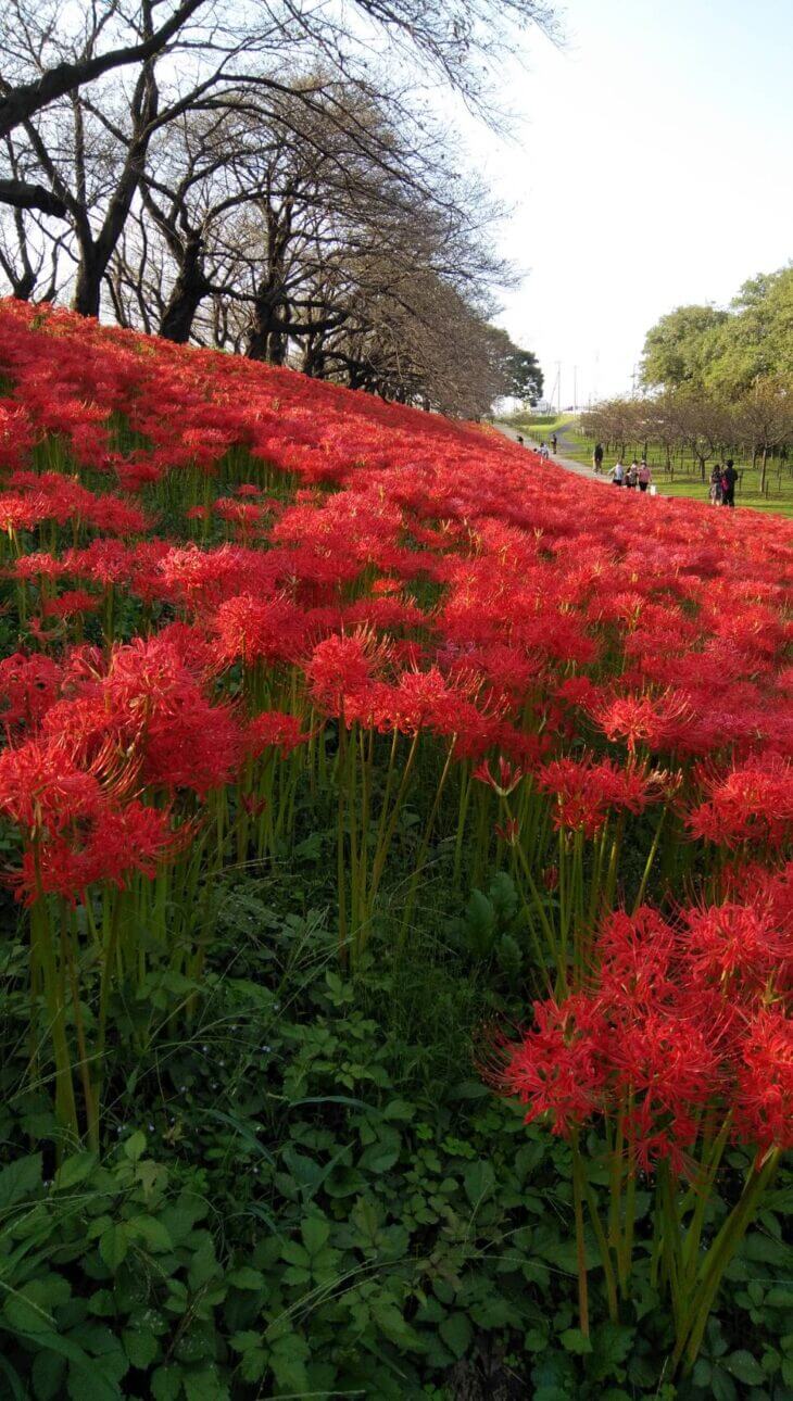 彼岸花満開見頃です 権現堂 豪優の好きな公園 彼岸花満開見頃です 権現堂 豪優の好きな公園