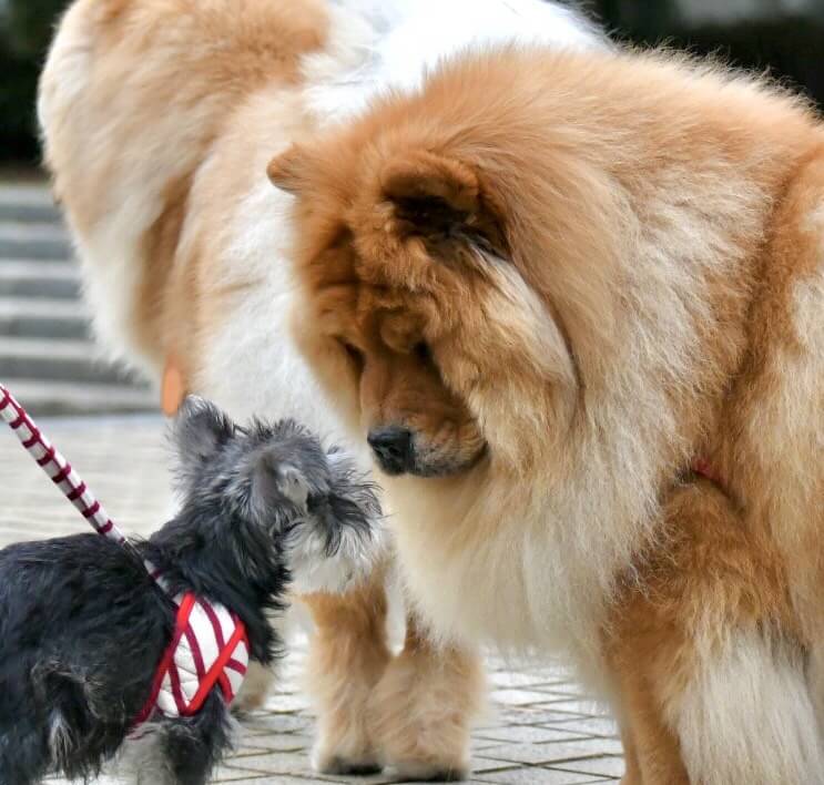 チャウチャウ豪太郎小さなシュナウザーとご挨拶