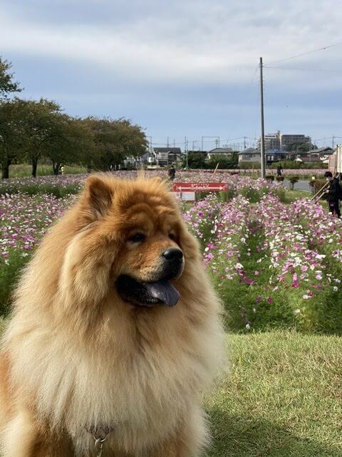 春日部児童館コスモス畑とチャウチャウ犬