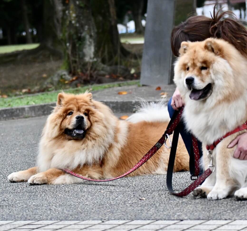 チャウチャウ兄弟公園にて