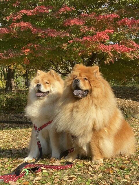 紅葉とペット犬gotoキャンペーン