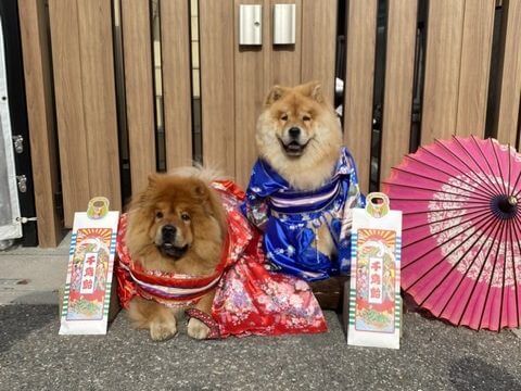 チャウチャウ犬の七五三