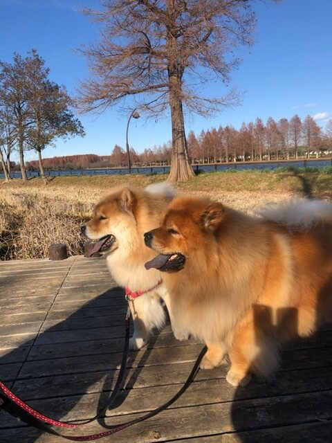 葛飾の水元公園　犬の散歩