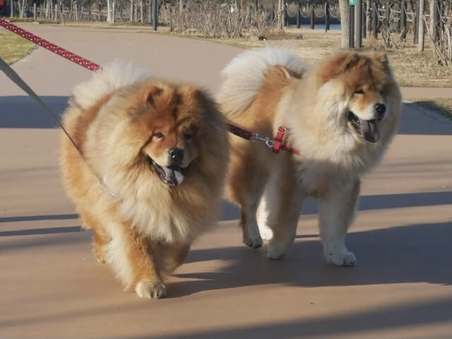 お散歩大好き仲良くお散歩のチャウチャウ