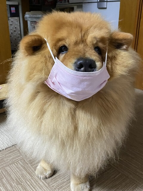 新型コロナが怖くてでマスクをする愛犬