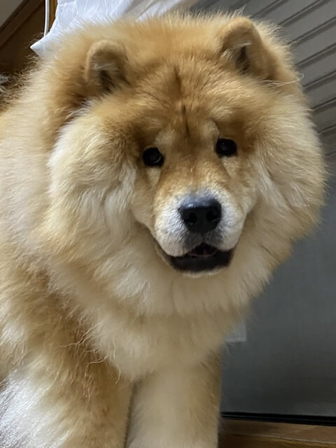 チャウチャウらしくないけどチャウチャウ犬