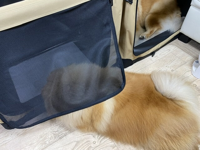 頭隠して尻隠さずの犬