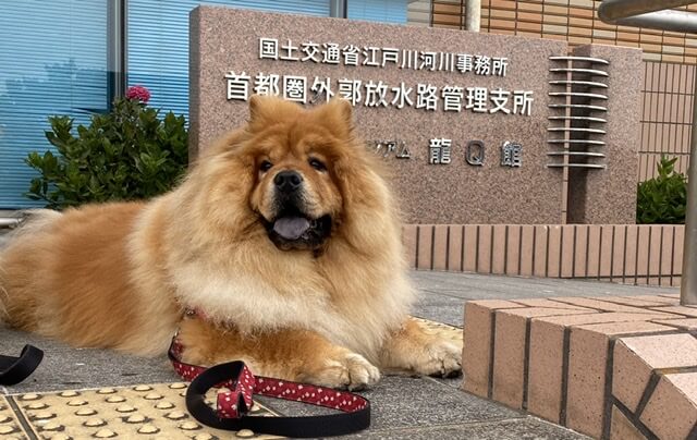 地底探検ミュージアム　龍Q館 犬