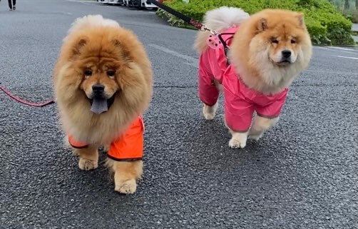 チャウチャウ犬レインコートでお散歩