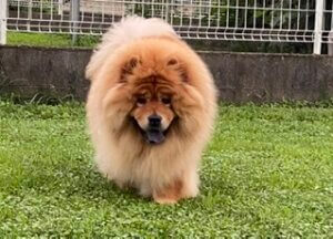 チャウチャウ犬の豪太郎