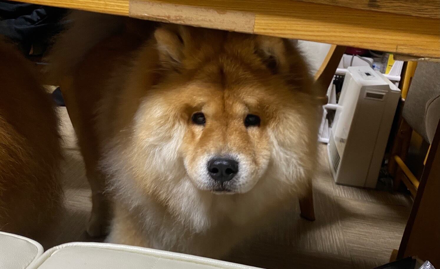 テーブル下から覗く犬