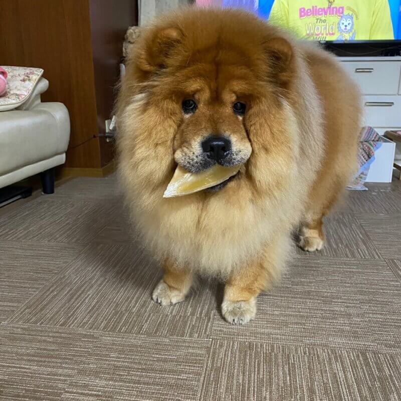 蹄を咥えて追いかけっこを誘う犬