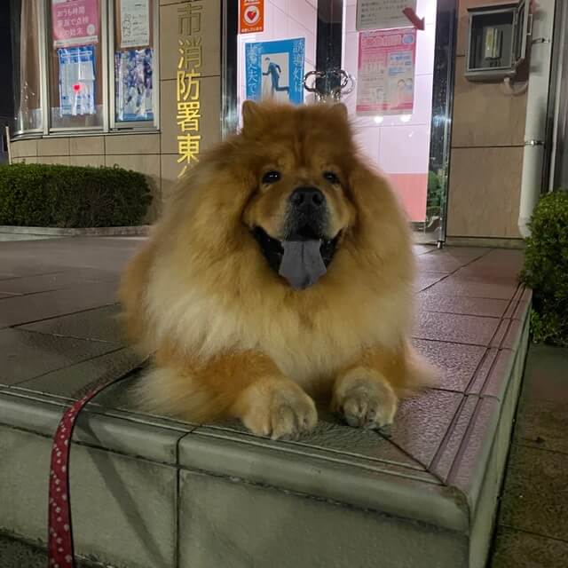 暑くてお散歩中に休憩する犬の写真