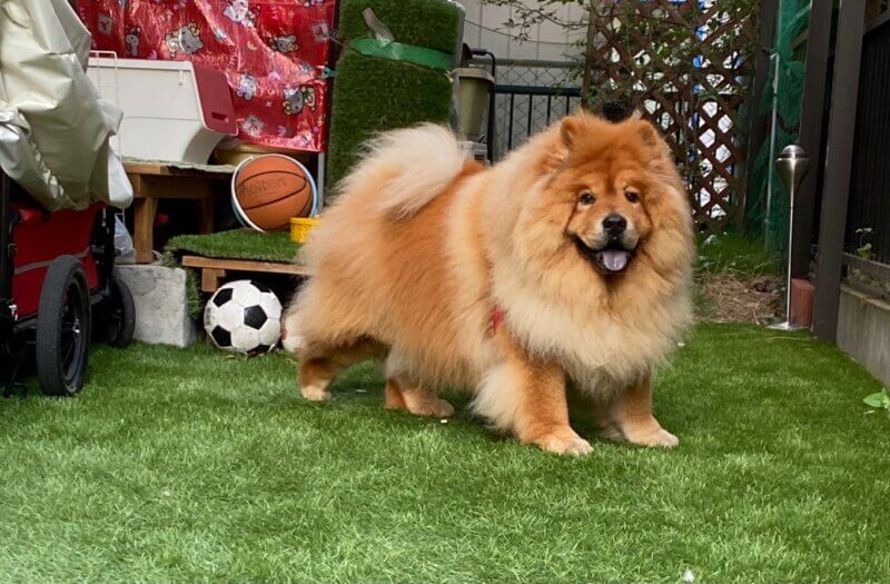 お散歩帰りでもドッグランで遊ぶ愛犬