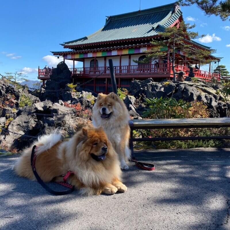 鬼押し出しとチャウチャウ犬