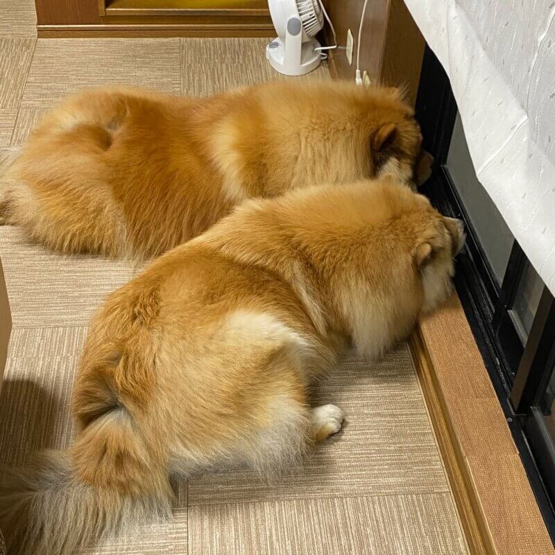 犬多頭飼い仲良しチャウチャウ