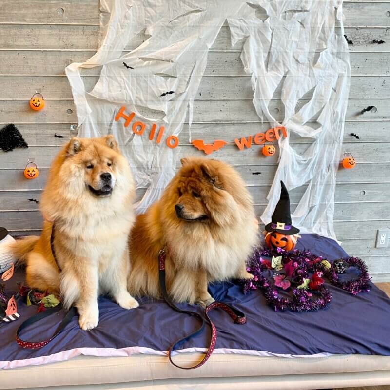 犬ハロウィン仮装 レジーナリゾート軽井沢御影用水にて